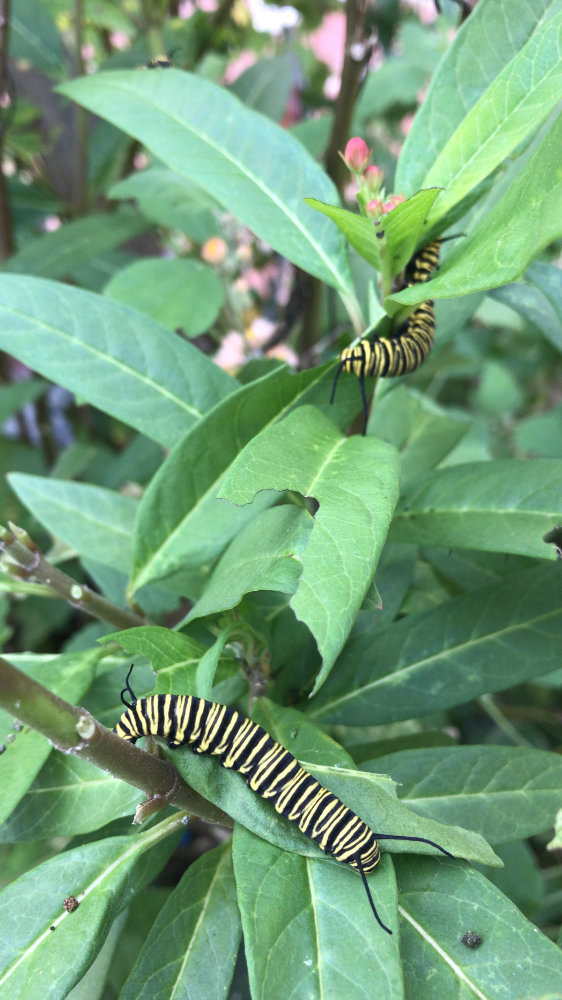 Monarch butterfly caterpillar on milkweed leaves