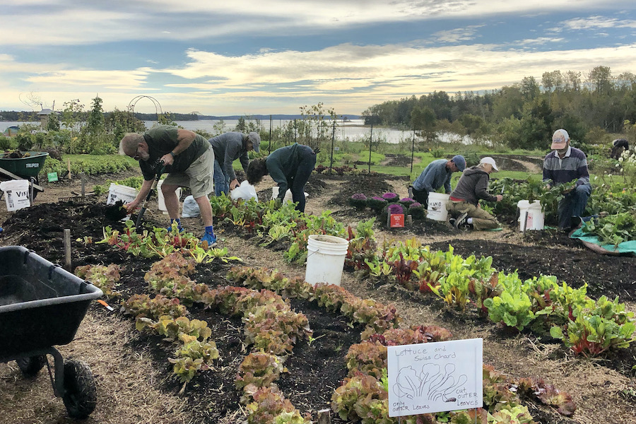 Volunteers working in the garden